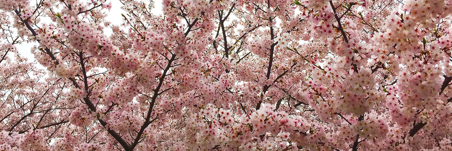 Los cerezos tardíos en Japón