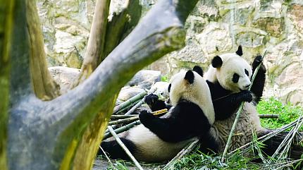 Shenshuping Panda Base, Chengdu