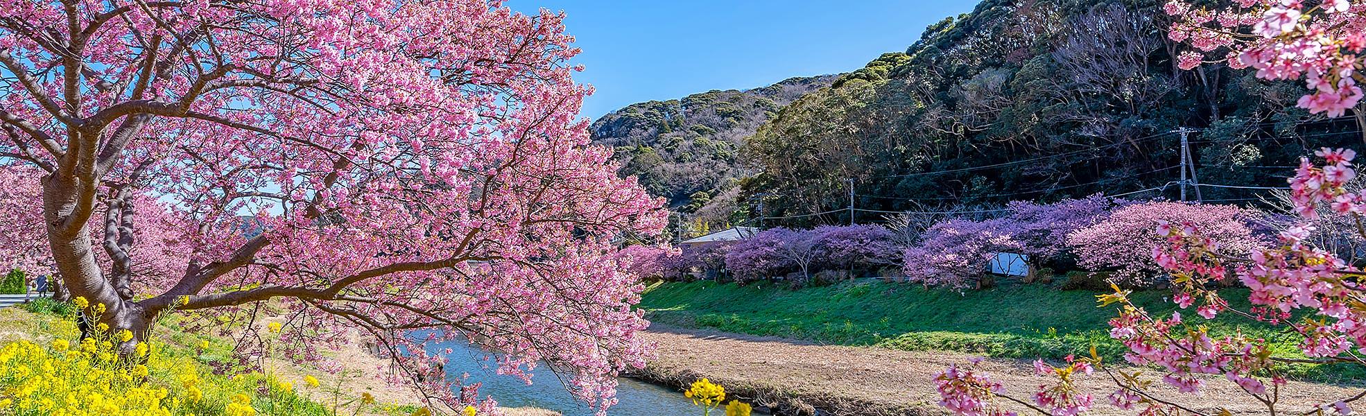 Early Sakura in Kawazu