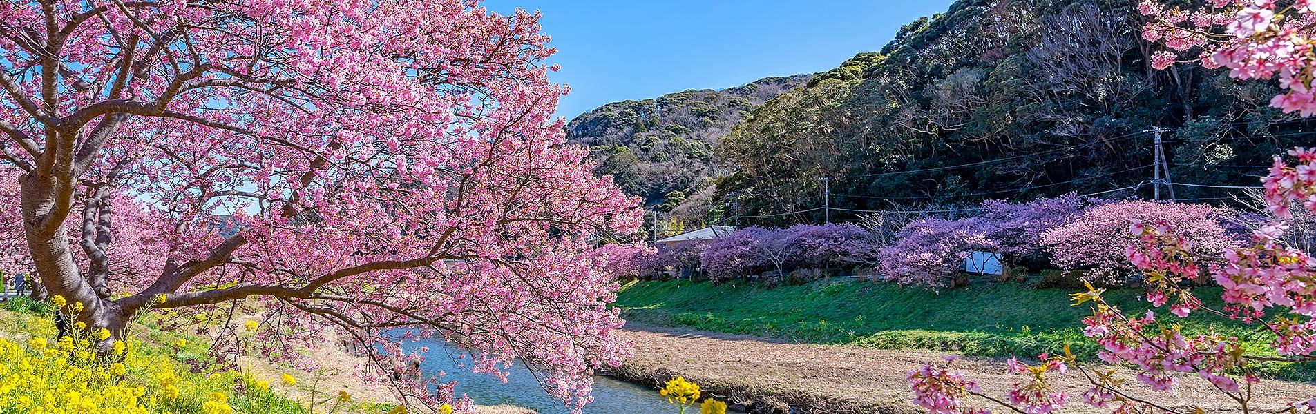 Early Sakura in Kawazu
