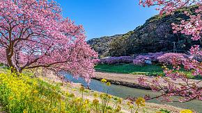 Early Sakura in Kawazu