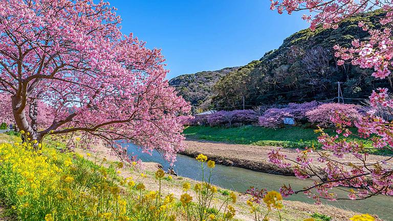 Early Sakura in Kawazu