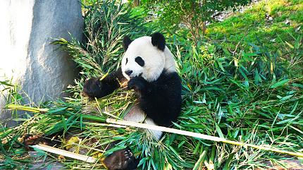 Panda in Chengdu