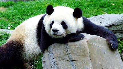 Panda in Wolong Base