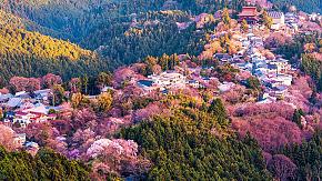 Mt. Yoshino, Japan