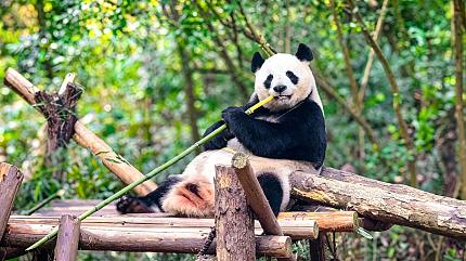 Giant Pandas, Chengdu
