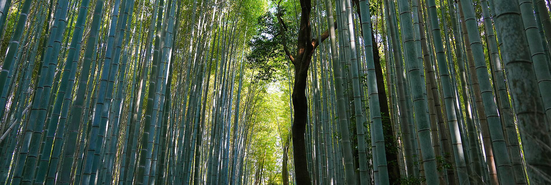 Bosque de Bambú de Arashiyama