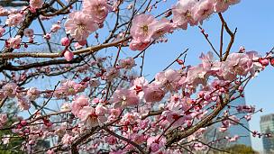 Los cerezos tempranos en Japón