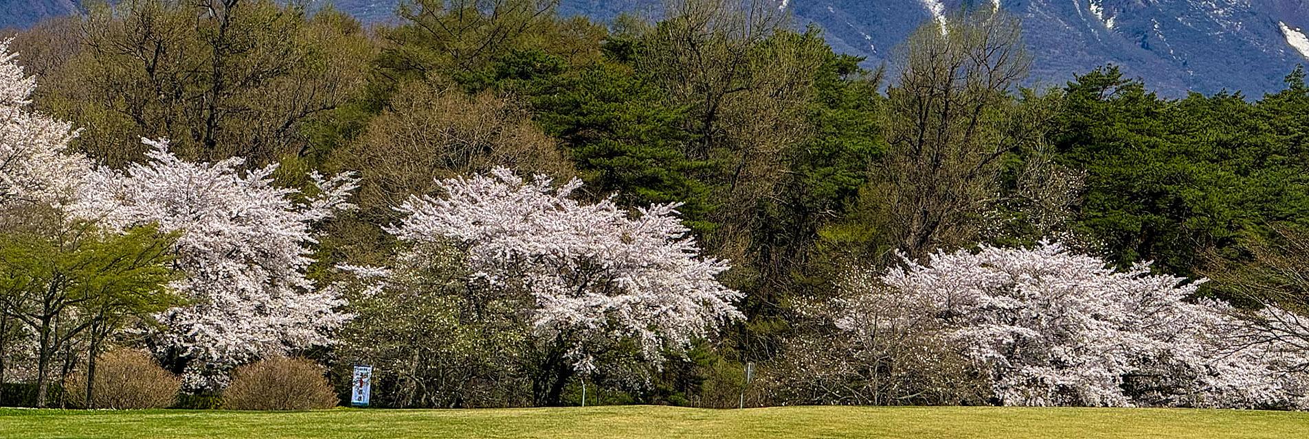 Los cerezos en Morioka