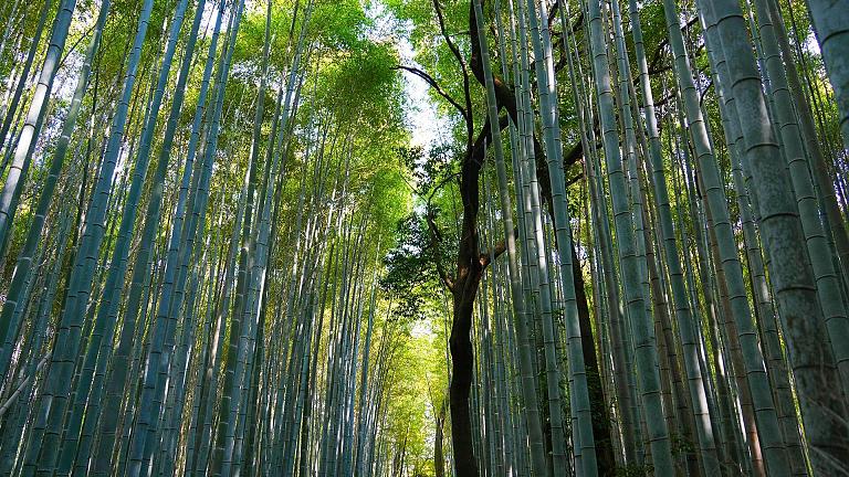 Bosque de Bambú de Arashiyama
