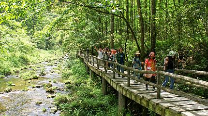 Golden Whip Stream, Zhangjiajie National Forest Park
