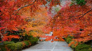 Follaje otonal en Japon