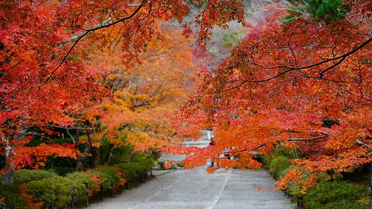 Follaje otonal en Japon