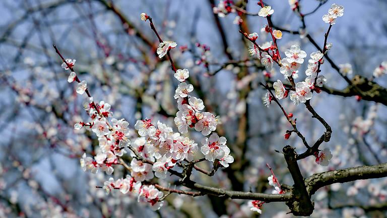 Sakura en Japón