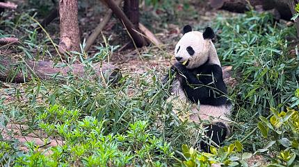 Giant Pandas Base