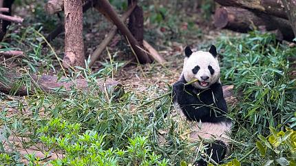 Giant Pandas, Chengdu