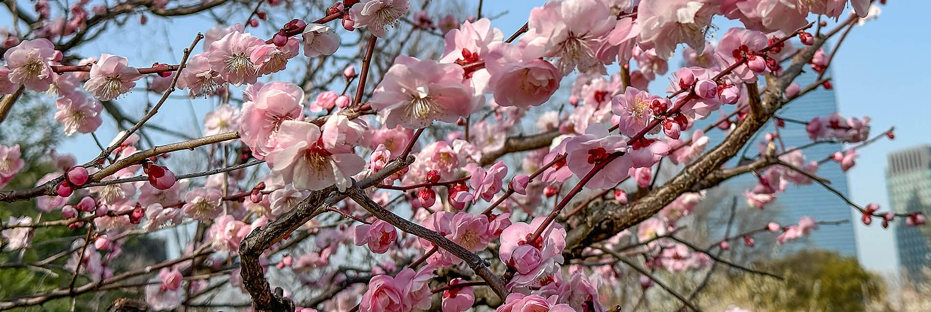 Los cerezos tempranos en Japón