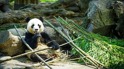 Giant Pandas Base, Chengdu