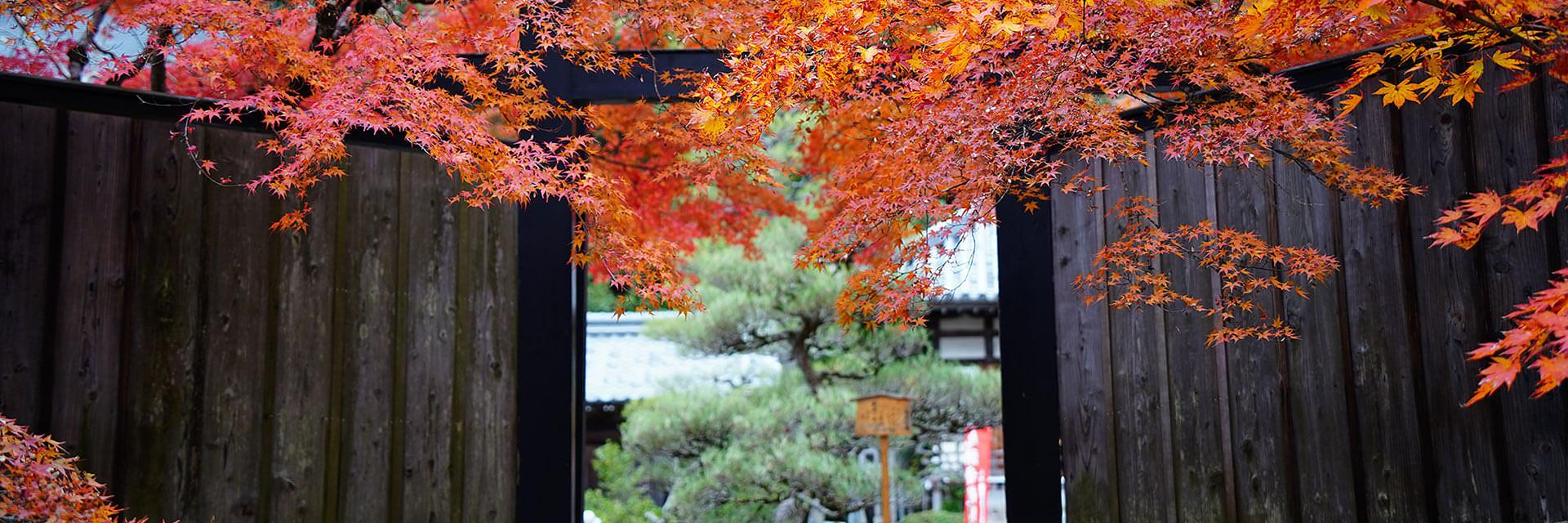 Follaje otonal en Japon