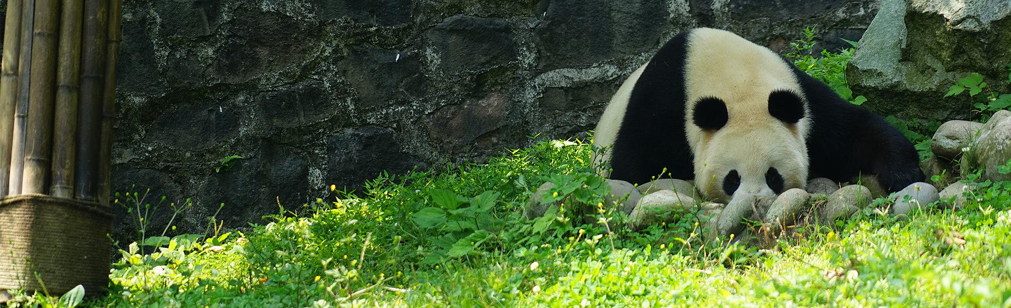 Panda in Shenshuping Panda Base