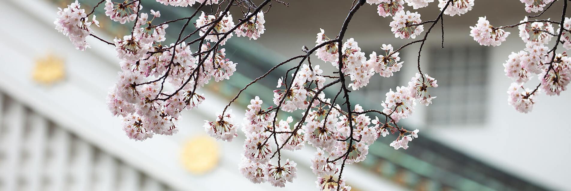 Cerezos en flor en Osaka