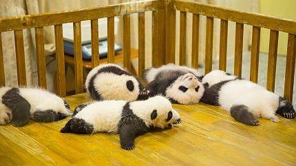 Panda in Wolong Base