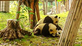 Panda in Chengdu