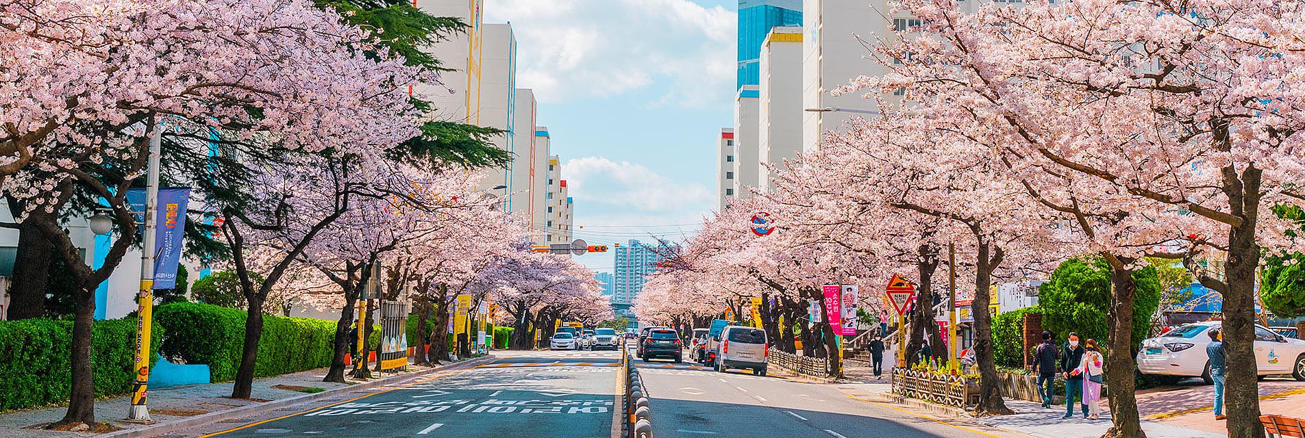 Cerezos en flor en Corea del Sur
