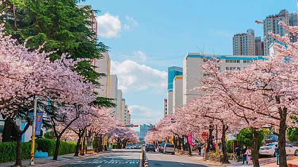 Cerezos en flor en Corea del Sur