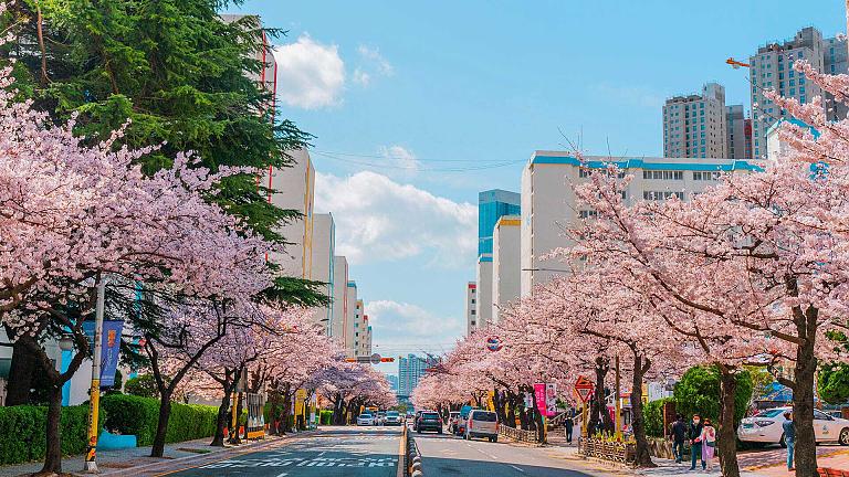 Cerezos en flor en Corea del Sur