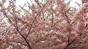 Los cerezos tardíos en Japón