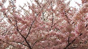 Los cerezos tardíos en Japón
