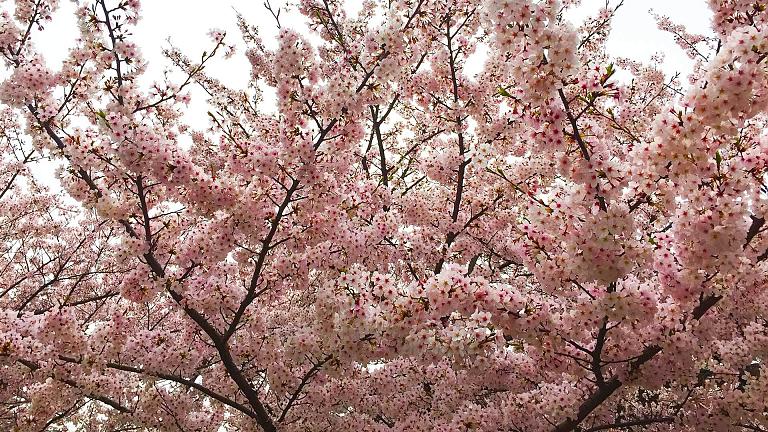 Los cerezos tardíos en Japón
