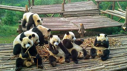 Chengdu Panda Base
