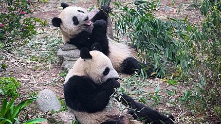 Giant Pandas, Chengdu