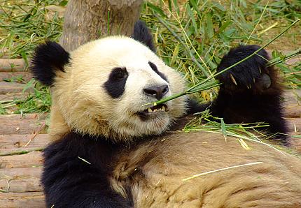 giant panda