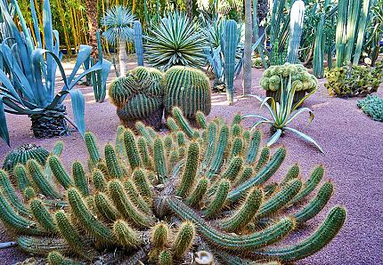 barrel cactus