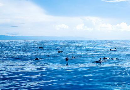 Dolphin watching in Pamilacan Island