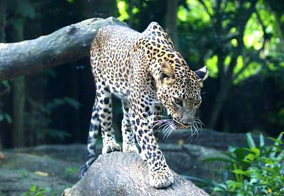Leopards 