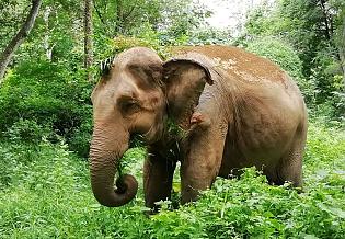 Lovely Elephant