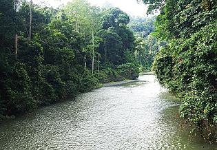 Danum River