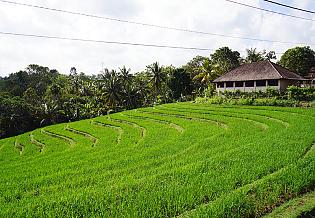 Pemuteran Rice Terraces