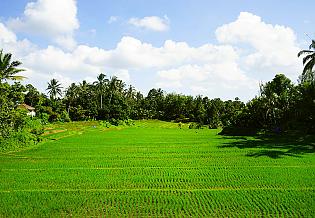 Countryside View of Sanur