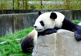 Bifengxia Panda Base