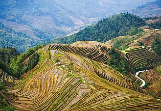 Rice Terraces in Longsheng