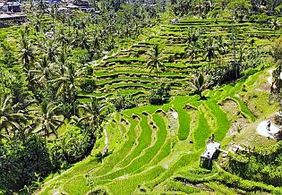 Terrace Rice Fields