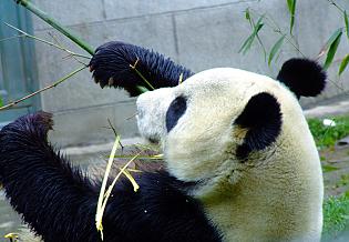 A Panda Eating Bamboo