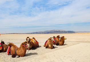 Camels resting near Jiayuguan Pass