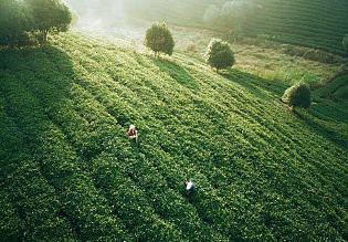 Zhaoping Tea Plantation