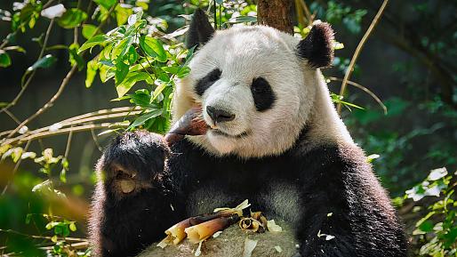 Chengdu Research Base of Giant Panda